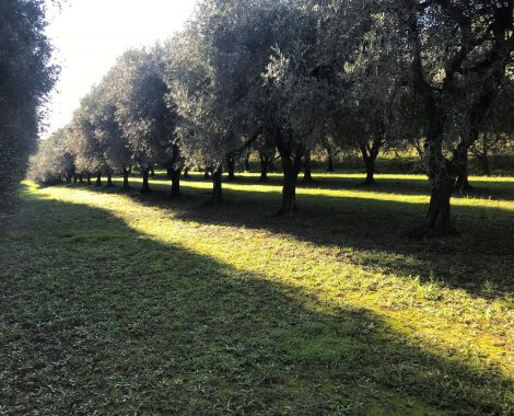 TOP vue d'ensemble plusieurs planches d'oliviers