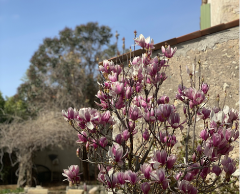 magnoliabd